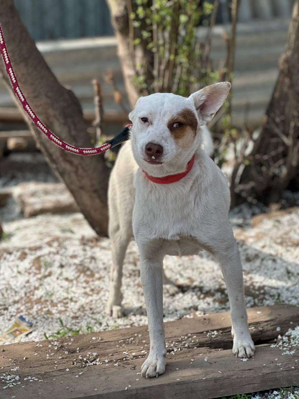 Малышка Боня