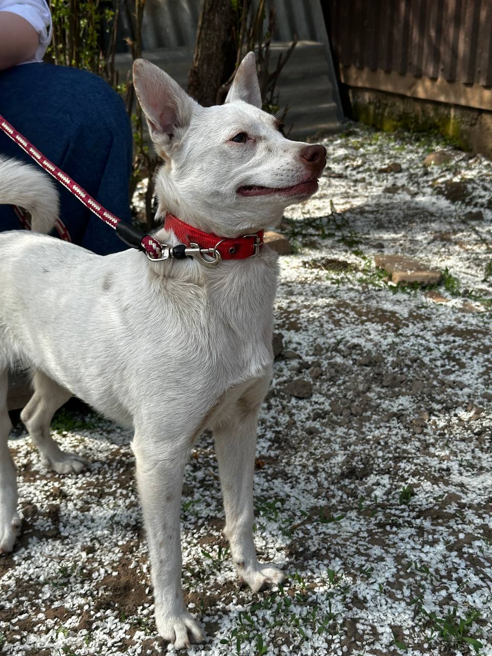 Малышка Боня